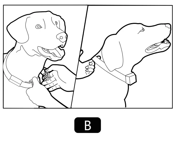 How to Put the collar on your Pet Properly