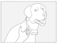 Fdceligoo FDDTC001 Dog Training Anti Bark Collar - receiver4