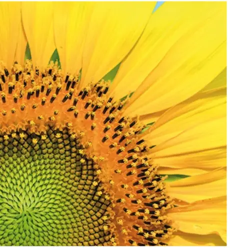 Berger-Seidle BRILLIANCE Beautiful Hardwood Floors of Lasting Value - fig 2