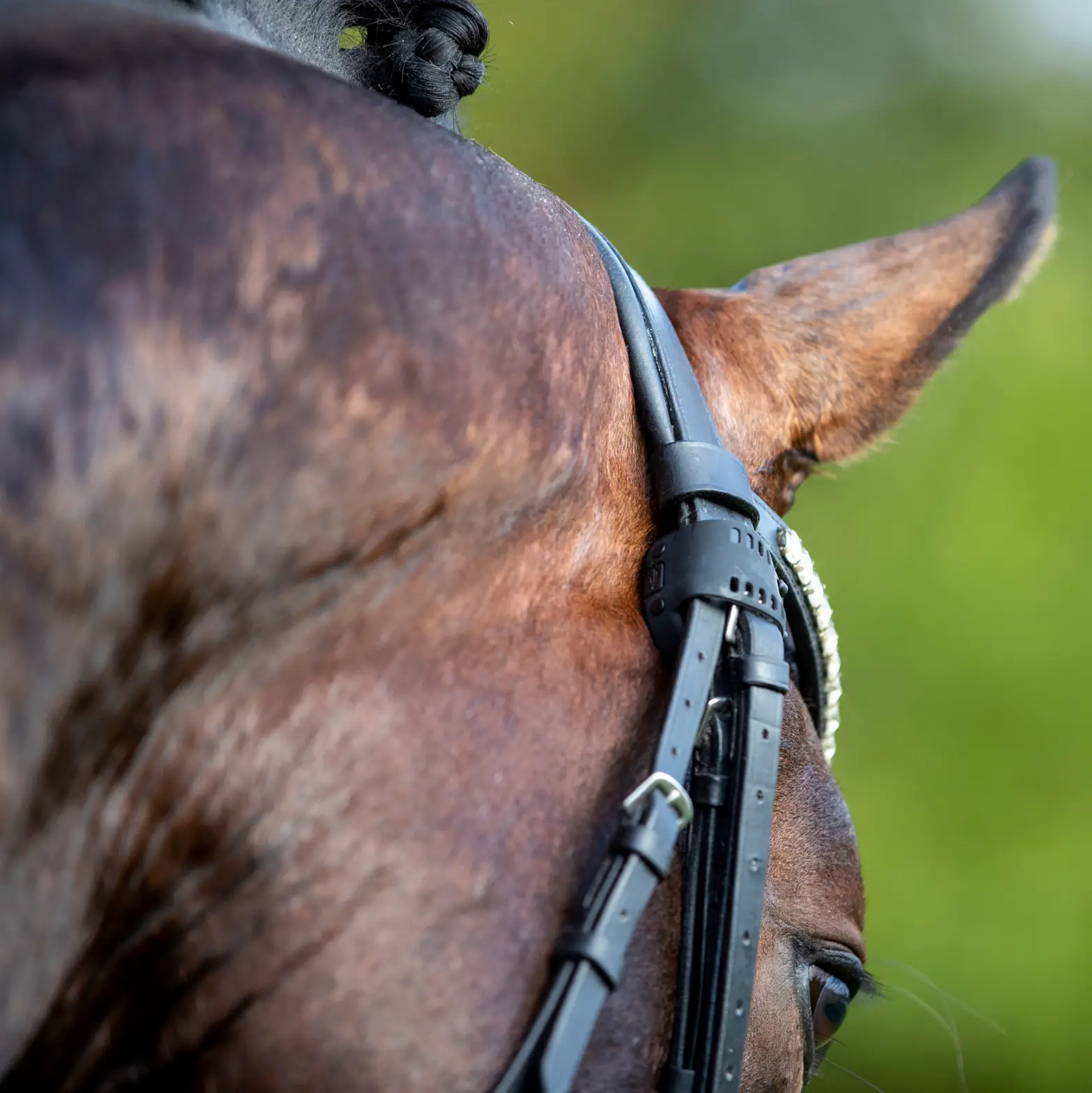 RUXBURY EM1 Equestrian Heart Rate and Motion Monitor - Figrue 1