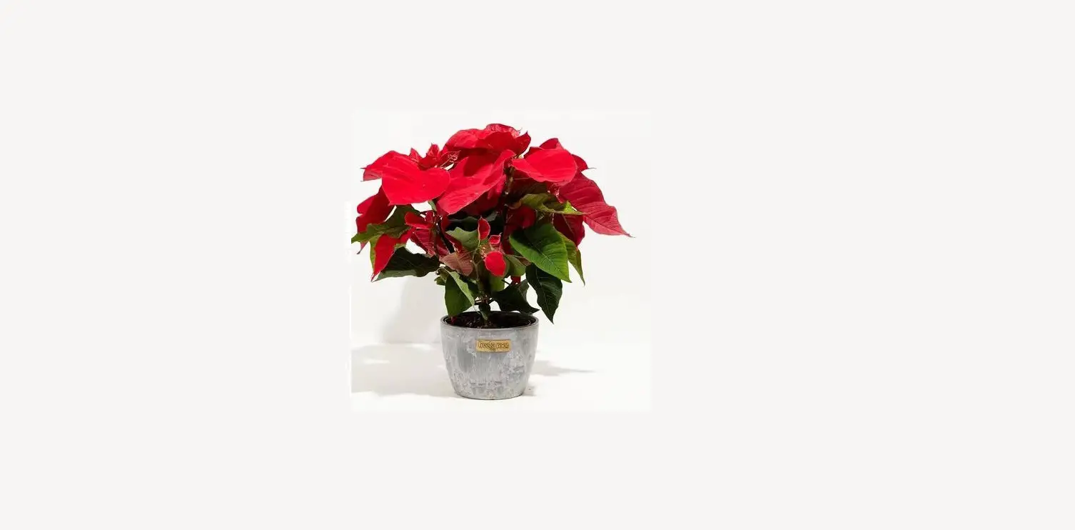 Lively Root Lrhpin6eg Holiday Poinsettia Medium Earl Grey Eco Pot User Guide Lively Root Lrhpin6eg Holiday Poinsettia Medium Earl Grey Eco Pot User Guide