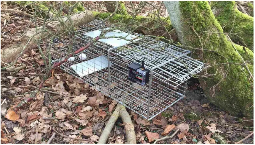 CATCHALIVE Live Animal Trap Wire Box Trap - fig 1