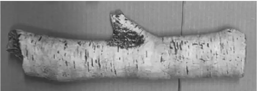 Birchwood log