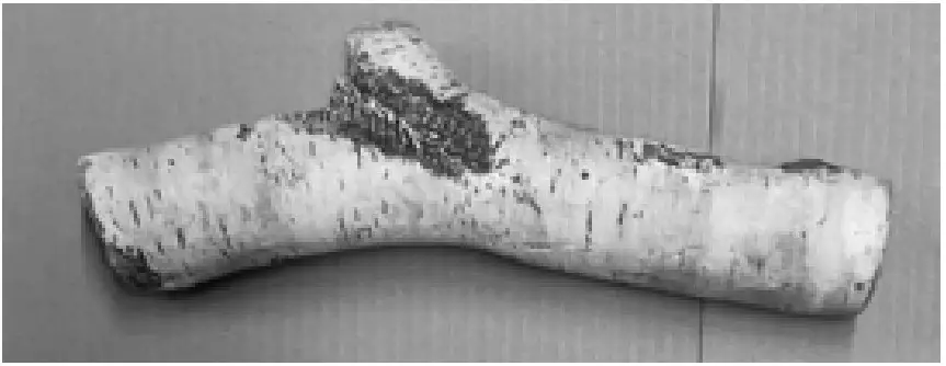 Birchwood log