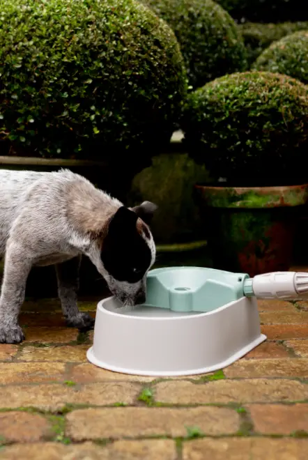 HOSELINK 1003 WG Auto Fill Pet Water Bowl - Bottle