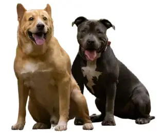 Uniq Pals Hands Free Dog Leash - STEP BY STEP