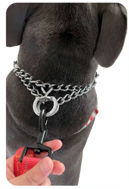 Uniq Pals Hands Free Dog Leash - have your belt1