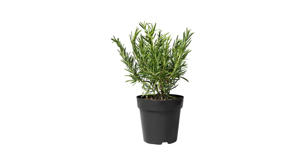 Lively Root Rosemary Rosmarinus Species Instructions