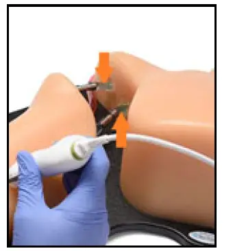 CAE-BPA304-HP-Gen-II-PICC-PIV-and-Arterial-Line-Vascular-Access-Ultrasound-Training-Model-4