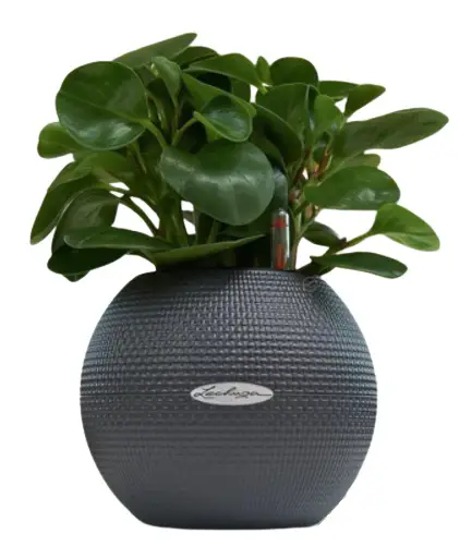 Lechuza Puro 20 Diameter Self Watering Pot